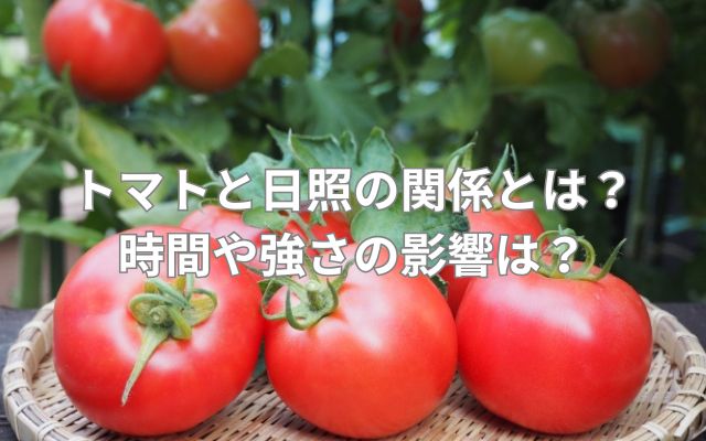 トマトと日照の関係とは?時間や強さの影響は?