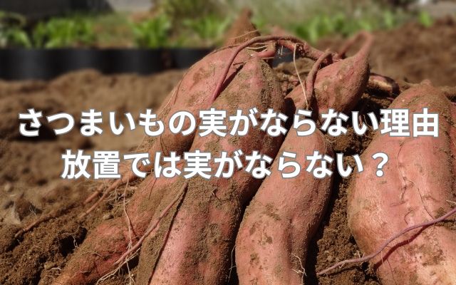 さつまいもの実がならない理由とは？放置では実がならない？