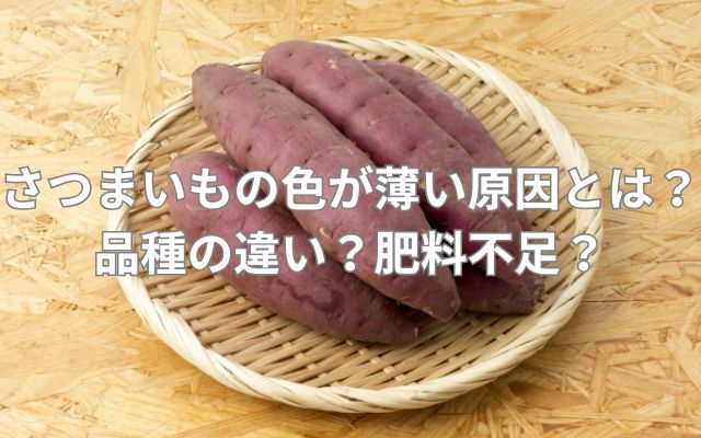 さつまいもの色が薄い原因とは？品種の違い？肥料不足？