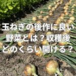 玉ねぎの後作に良い野菜とは？収穫後どのくらい開ける？