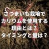 さつまいも栽培でカリウムを使用する理由とは？タイミングと量は？