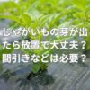 植えたじゃがいもの芽が出たら放置で大丈夫？間引きなどは必要？