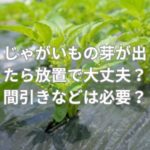植えたじゃがいもの芽が出たら放置で大丈夫？間引きなどは必要？