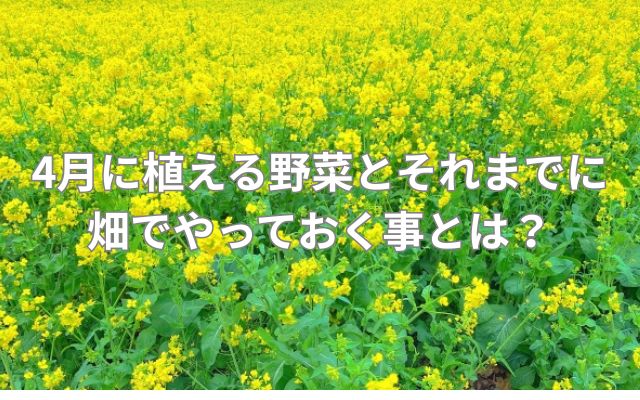 4月に植える野菜とそれまでに畑でやっておく事とは？