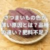 さつまいもの色が薄い原因とは？品種の違い？肥料不足？
