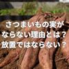 さつまいもの実がならない理由とは？放置では実がならない？