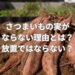さつまいもの実がならない理由とは？放置では実がならない？