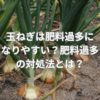 玉ねぎは肥料過多になりやすい？肥料過多の対処法とは？