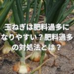 玉ねぎは肥料過多になりやすい？肥料過多の対処法とは？