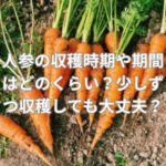 人参の収穫時期や期間はどのくらい？少しずつ収穫しても大丈夫？