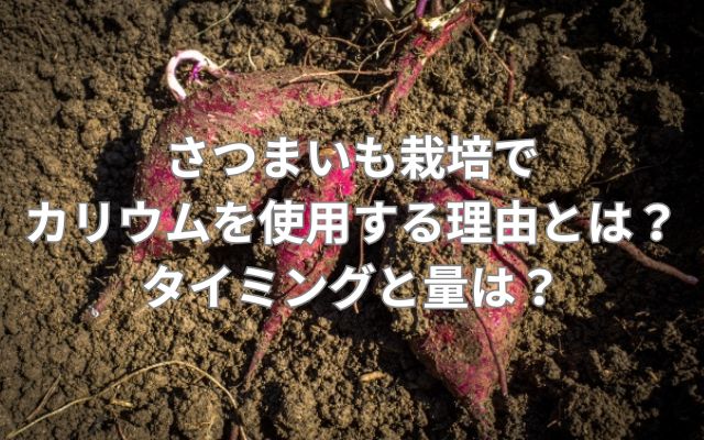さつまいも栽培でカリウムを使用する理由とは？タイミングと量は？