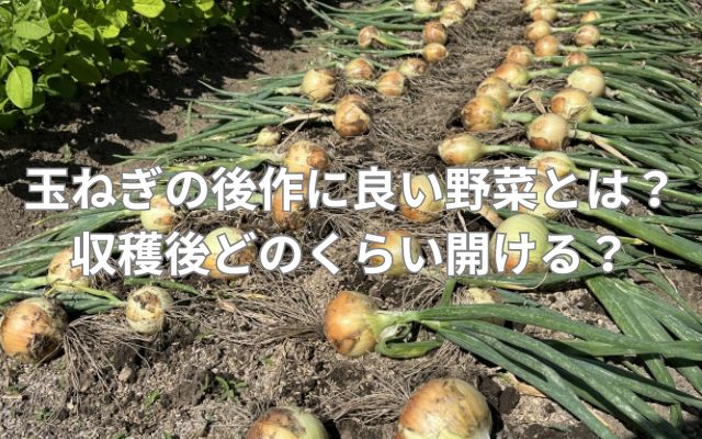 玉ねぎの後作に良い野菜とは?収穫後どのくらい開ける?