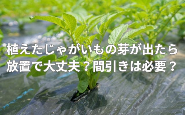 植えたじゃがいもの芽が出たら放置で大丈夫？間引きなどは必要？
