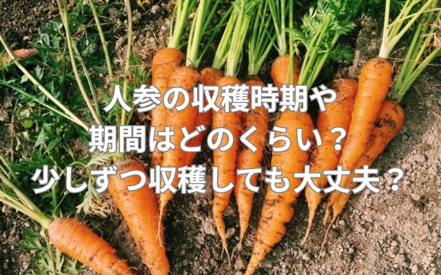 人参の収穫時期や期間はどのくらい？少しずつ収穫しても大丈夫？