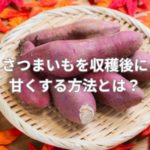 さつまいもを収穫後に甘くする方法とは？