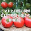 トマトと日照の関係とは？時間や強さの影響は？