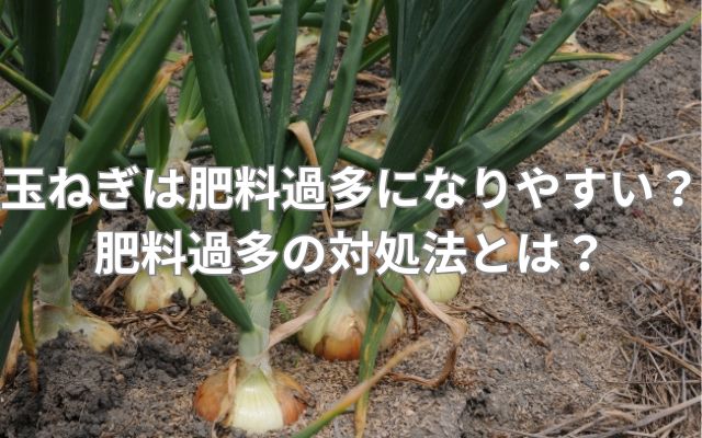 玉ねぎは肥料過多になりやすい？肥料過多の対処法とは？