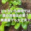 じゃがいも栽培では葉の消毒は必要？無農薬でも大丈夫？