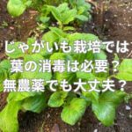 じゃがいも栽培では葉の消毒は必要？無農薬でも大丈夫？
