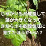 じゃがいもが成長して葉が大きくなってきたら土を乾燥気味に育てたほうがいい？