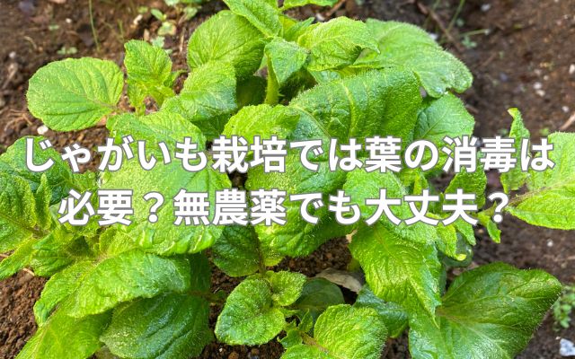 じゃがいも栽培では葉の消毒は必要？無農薬でも大丈夫？
